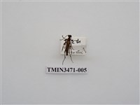 藏品(黑條細花天牛)的圖片